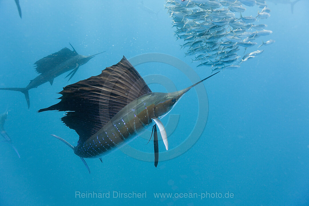 Atlantische Faecherfische jagen Sardinen, Istiophorus albicans, Isla Mujeres, Halbinsel Yucatan, Karibik, Mexiko