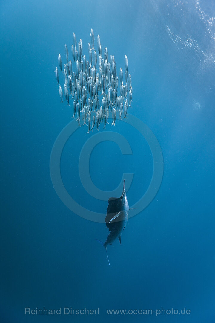 Segelfisch jagt Sardinen, Istiophorus albicans, Isla Mujeres, Halbinsel Yucatan, Karibik, Mexiko