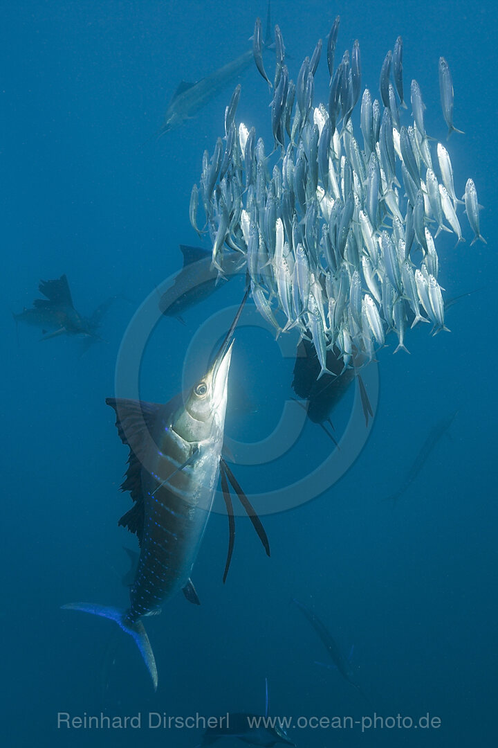 Atlantische Faecherfische jagen Sardinen