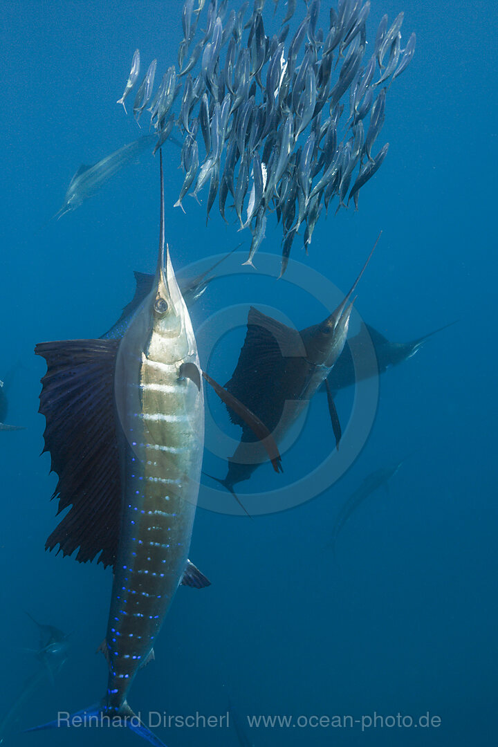 Atlantische Faecherfische jagen Sardinen, Istiophorus albicans, Isla Mujeres, Halbinsel Yucatan, Karibik, Mexiko