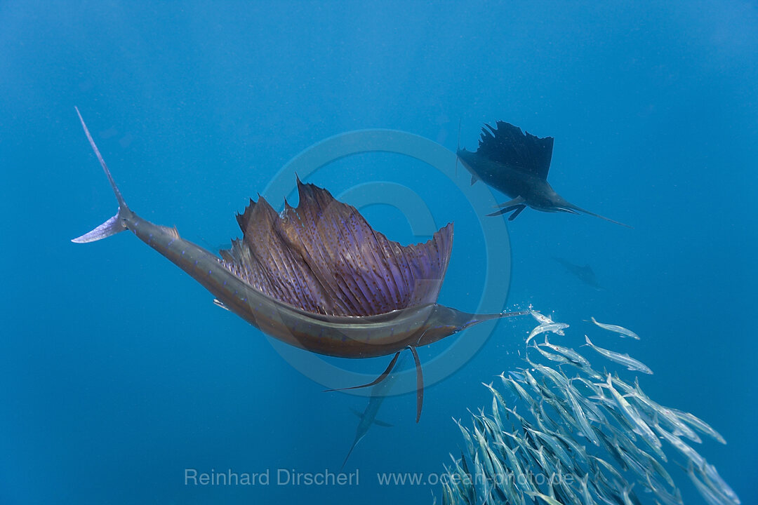 Atlantic Sailfish, Istiophorus albicans, Isla Mujeres, Yucatan Peninsula, Caribbean Sea, Mexico