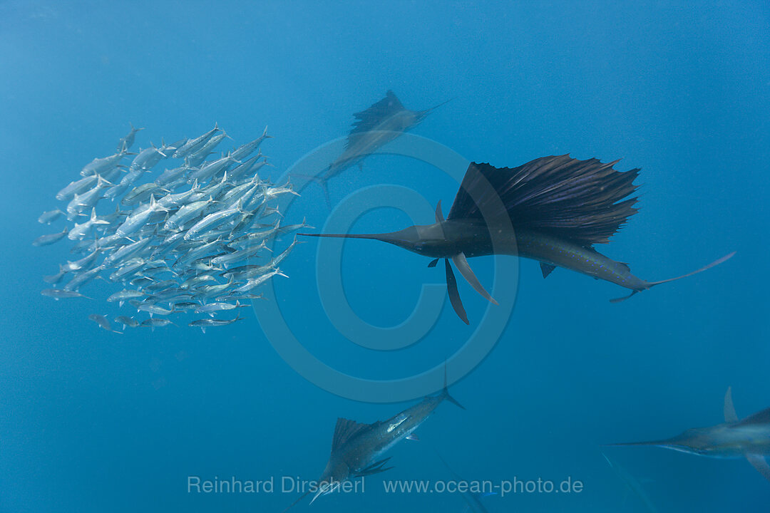 Atlantische Segelfische