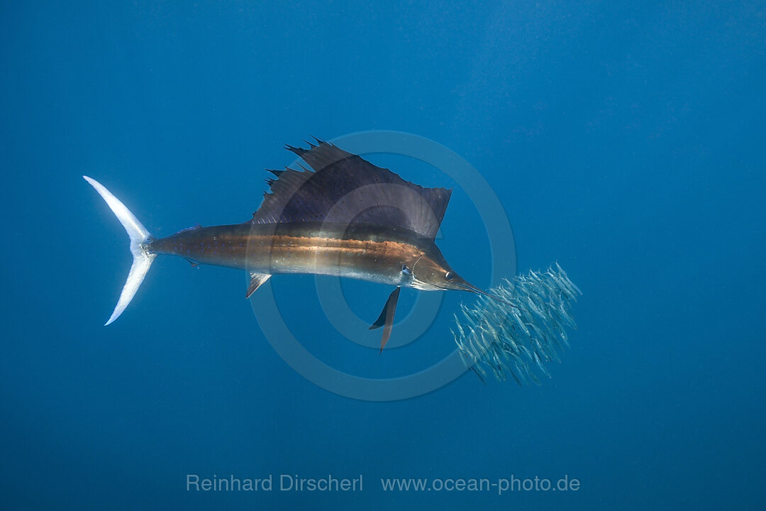 Atlantischer Segelfisch, Istiophorus albicans, Isla Mujeres, Halbinsel Yucatan, Karibik, Mexiko