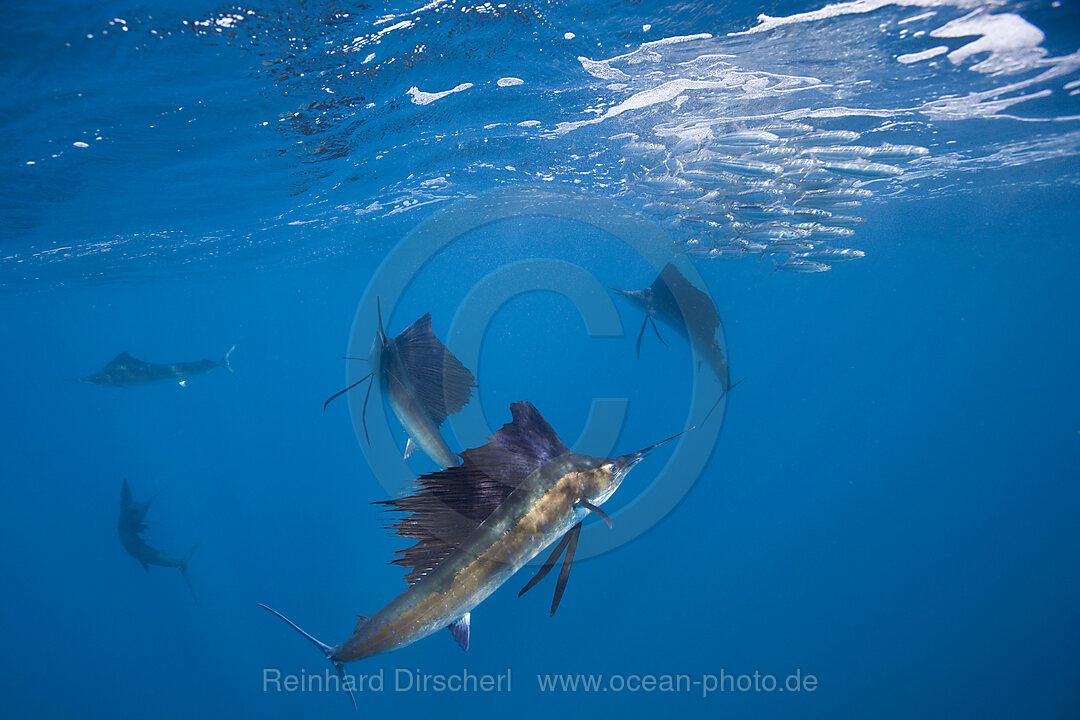 Atlantische Segelfische