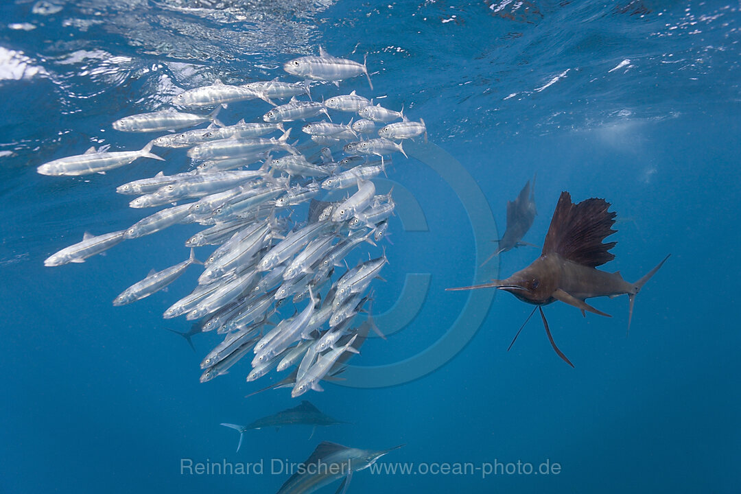 Atlantische Faecherfische jagen Sardinen