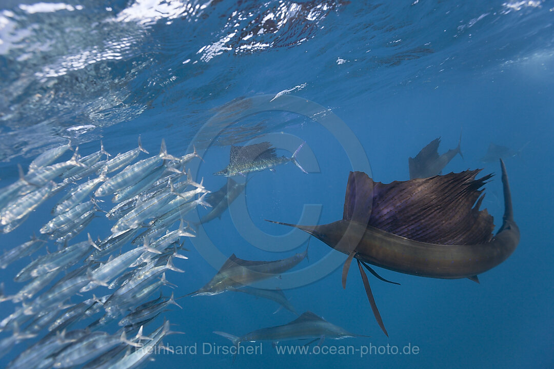 Atlantische Faecherfische jagen Sardinen
