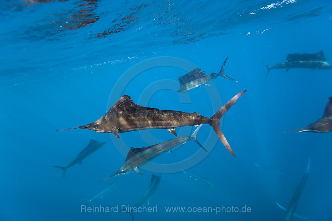 Atlantische Segelfische