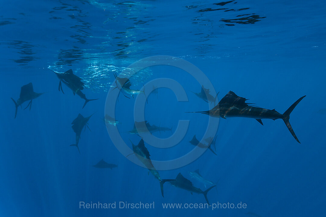 Atlantic Sailfish