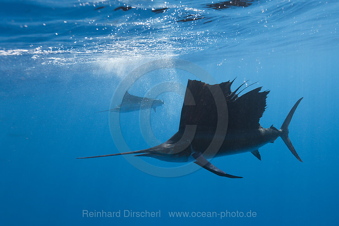 Atlantic Sailfish