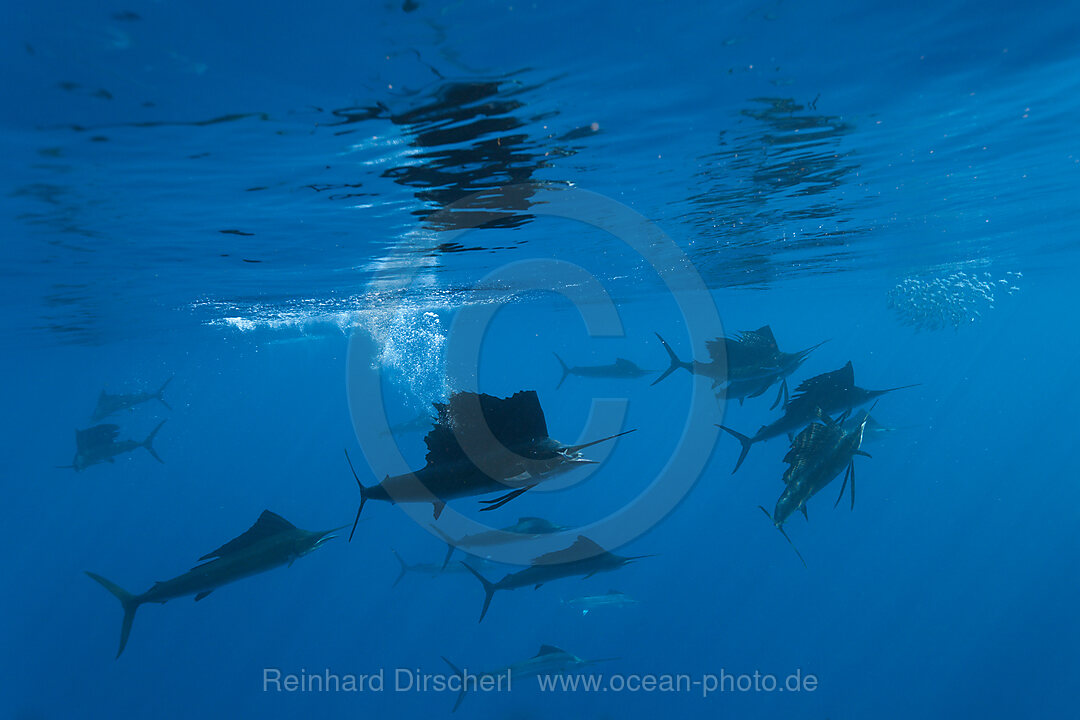 Atlantic Sailfish
