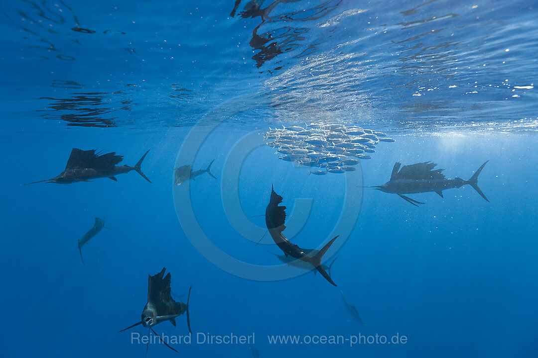 Atlantische Segelfische