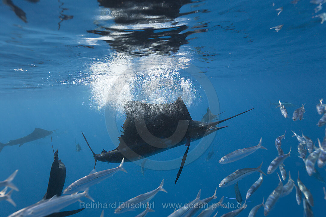 Atlantic Sailfish