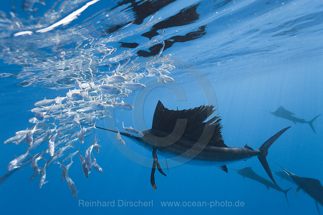 Atlantic Sailfish hunting Sardines
