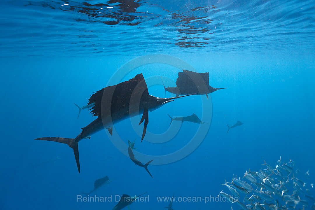 Atlantic Sailfish