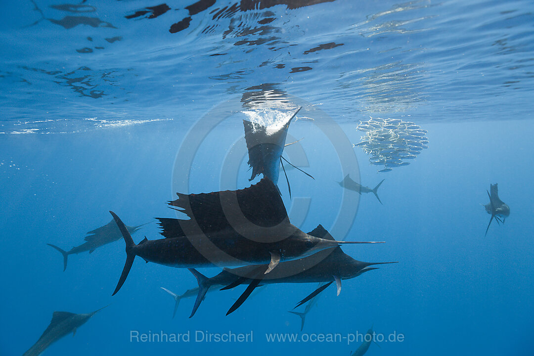 Atlantic Sailfish and Photographers