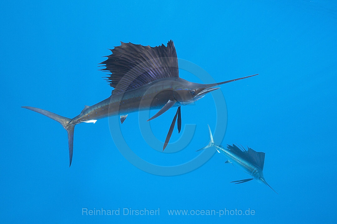 Atlantische Segelfische
