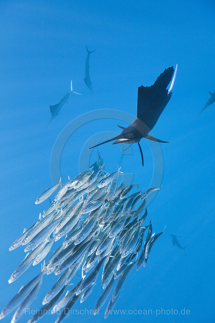 Atlantischer Faecherfisch jagt Sardinen