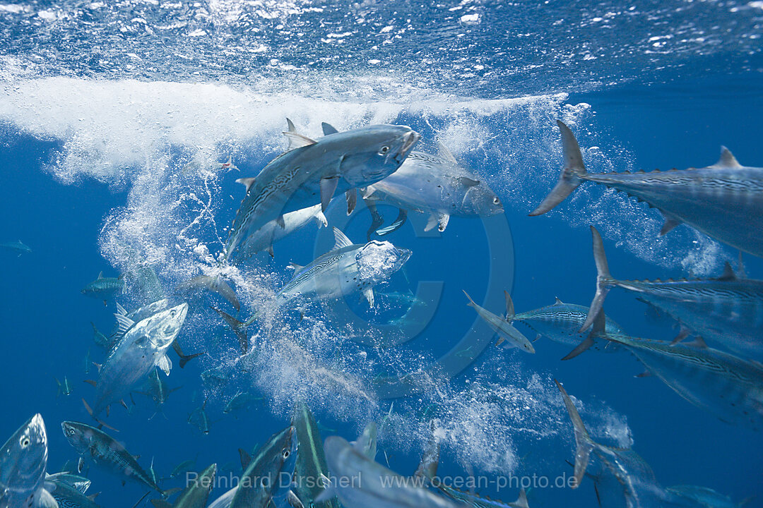 Bonitos hunting Sardines