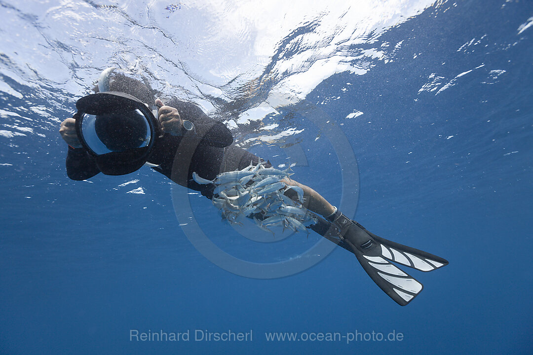 Sardinen suchen Schutz unter Taucher, Sardina pilchardus, Isla Mujeres, Halbinsel Yucatan, Karibik, Mexiko