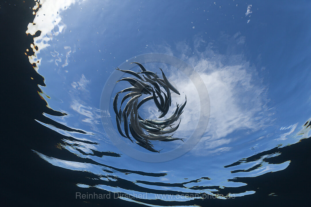 Shoaling Sardines