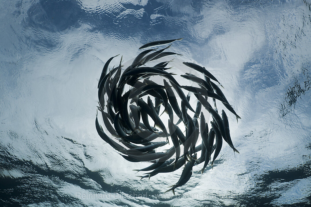 Shoaling Sardines