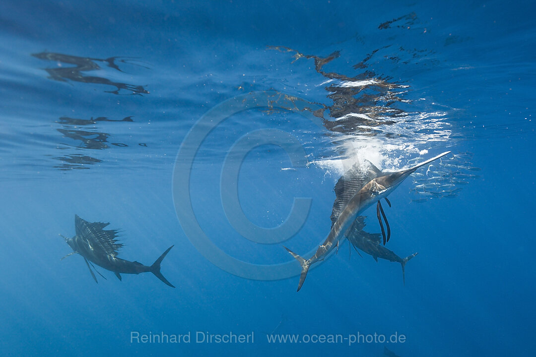 Atlantische Faecherfische jagen Sardinen