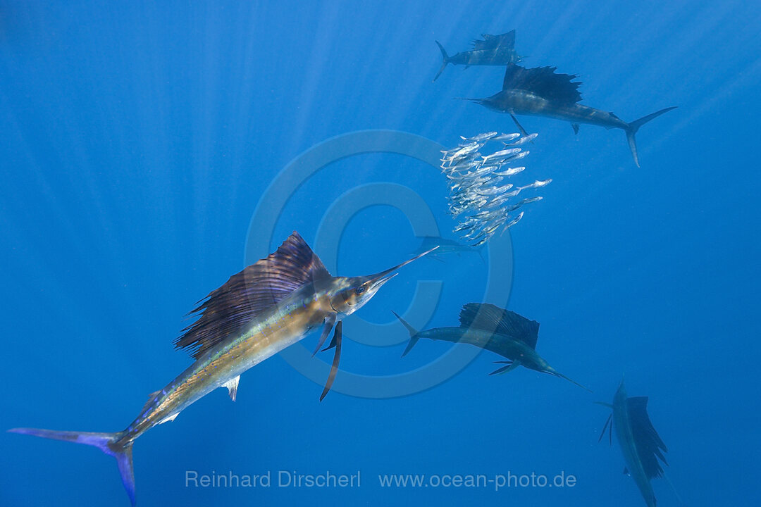 Atlantischer Faecherfisch schnappt Sardine