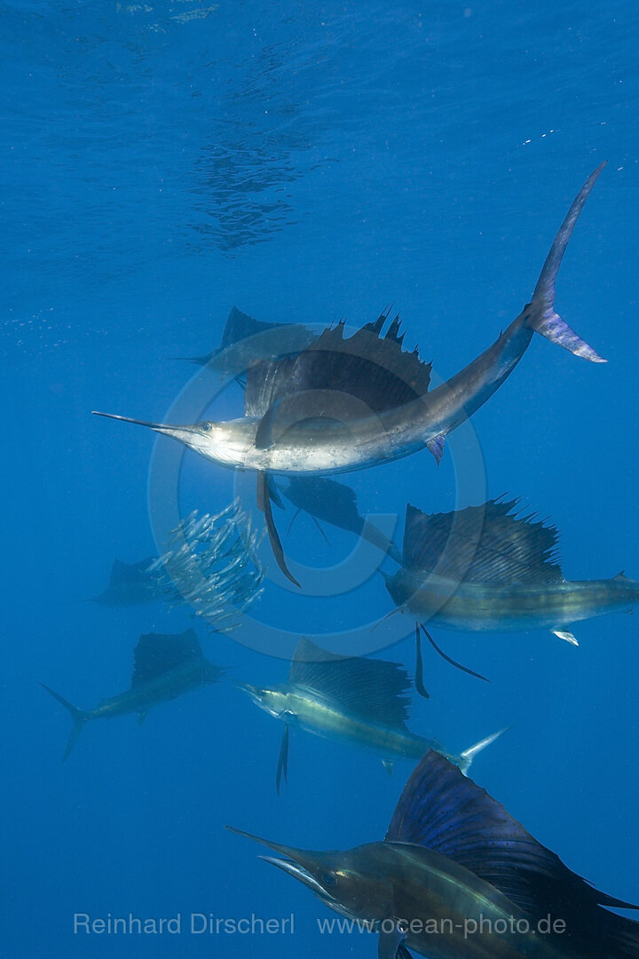 Atlantische Segelfische jagen Sardinen