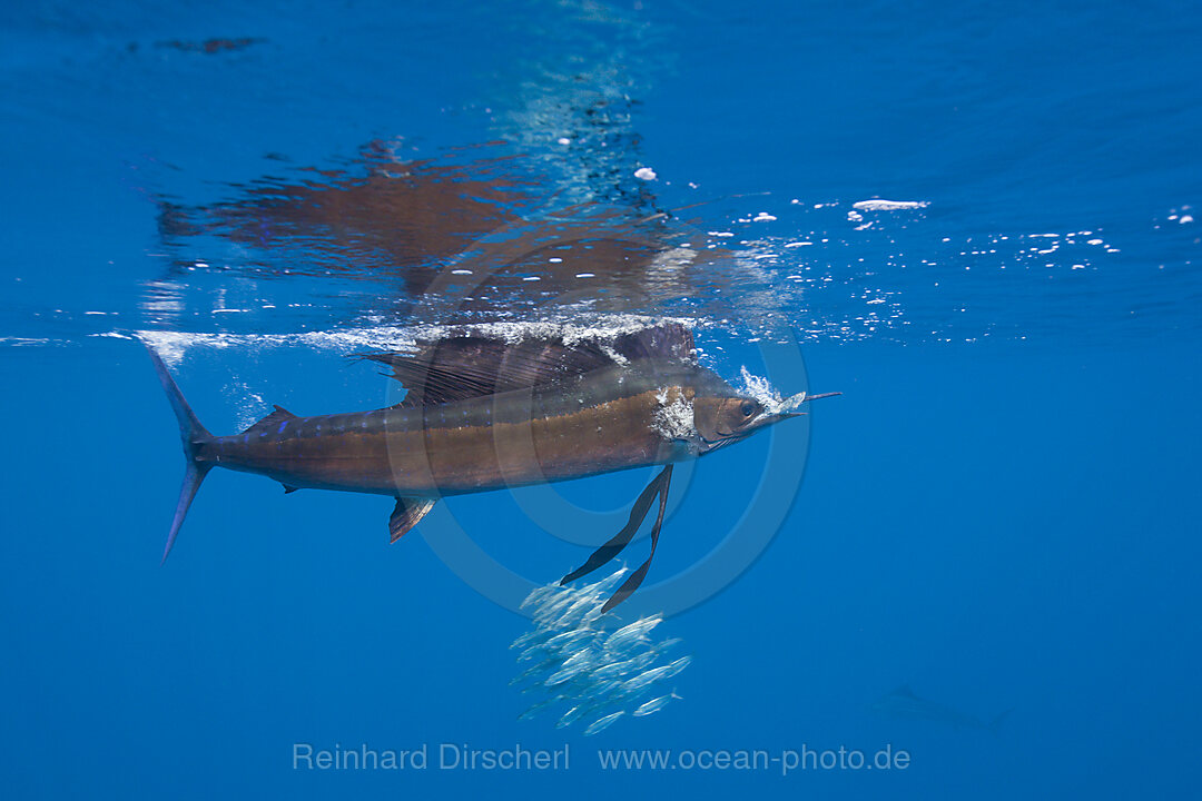 Atlantischer Faecherfisch schnappt Sardine
