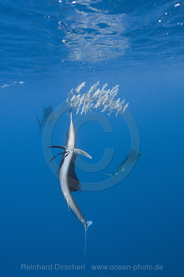 Atlantischer Faecherfisch jagt Sardinen