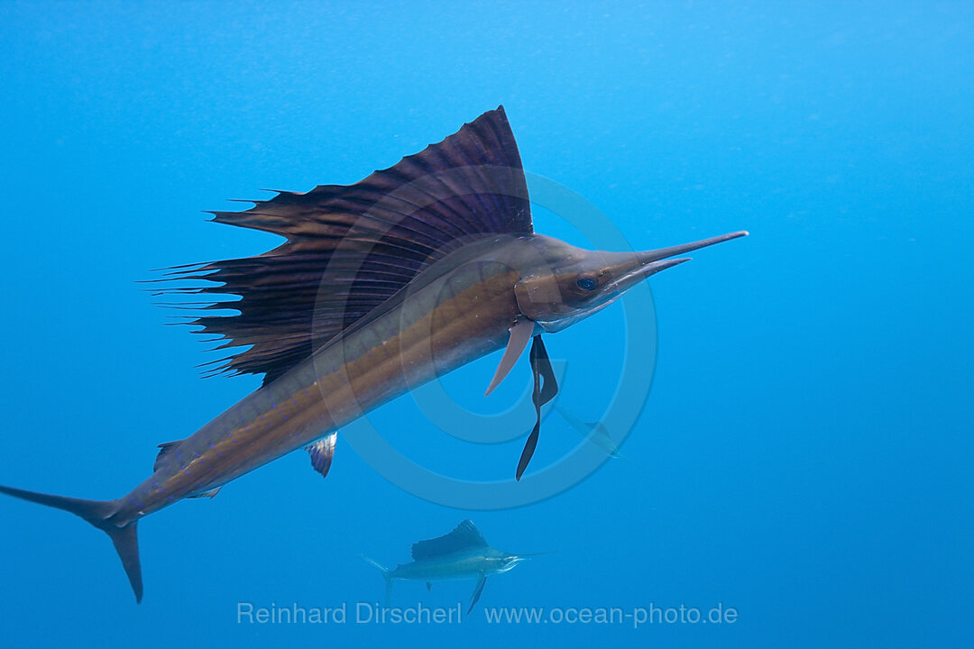 Atlantischer Faecherfisch, Istiophorus albicans, Isla Mujeres, Halbinsel Yucatan, Karibik, Mexiko