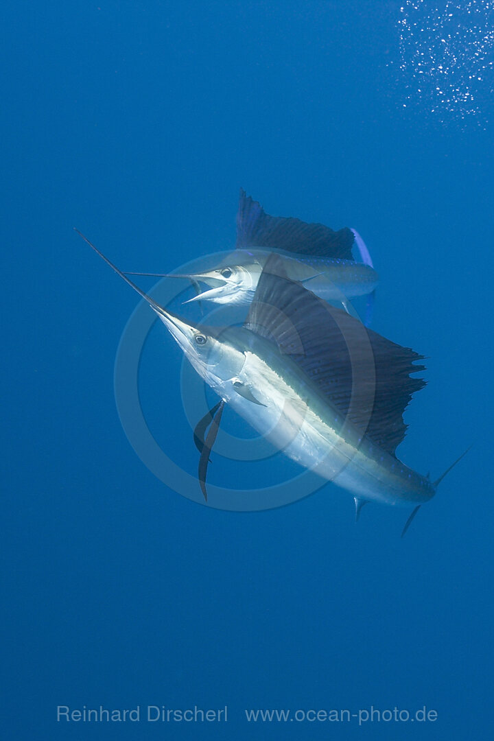 Atlantische Faecherfische
