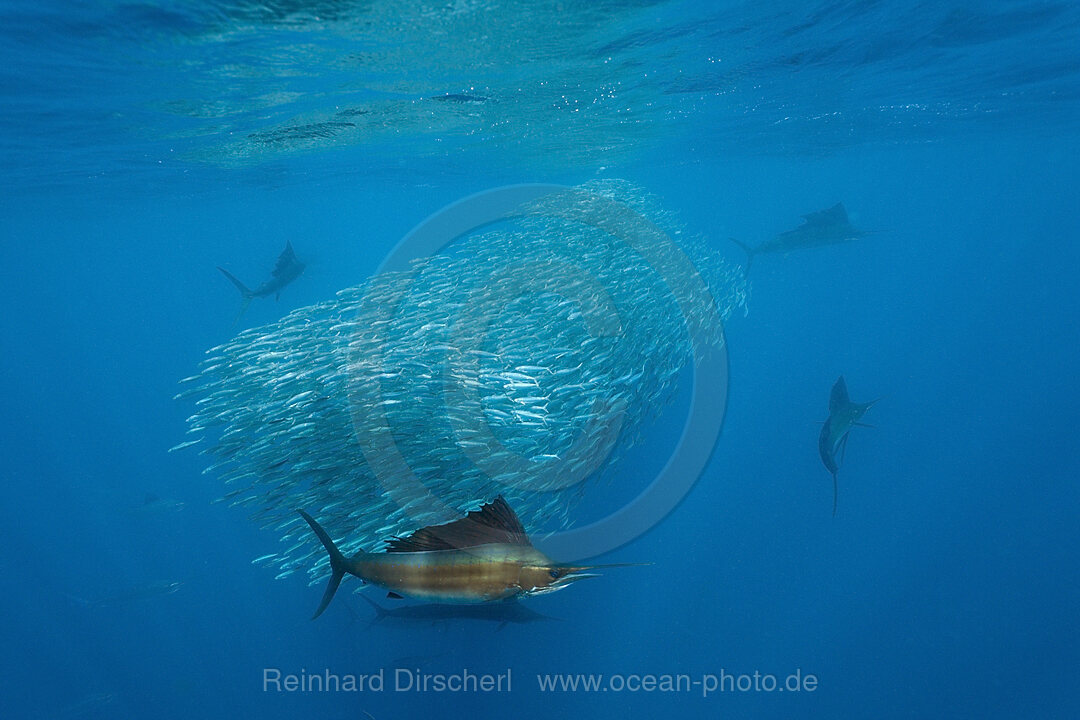 Atlantische Segelfische jagen Sardinen, Istiophorus albicans, Isla Mujeres, Halbinsel Yucatan, Karibik, Mexiko