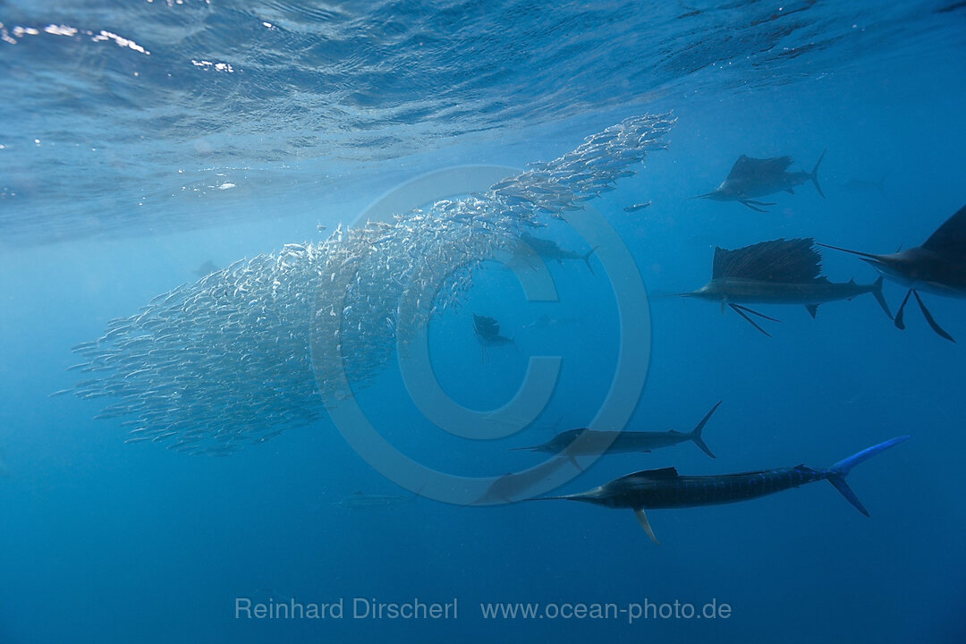 Atlantische Segelfische jagen Sardinen