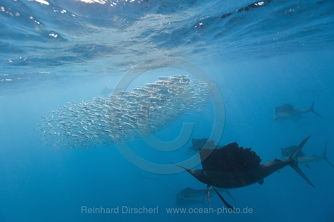 Atlantische Segelfische jagen Sardinen