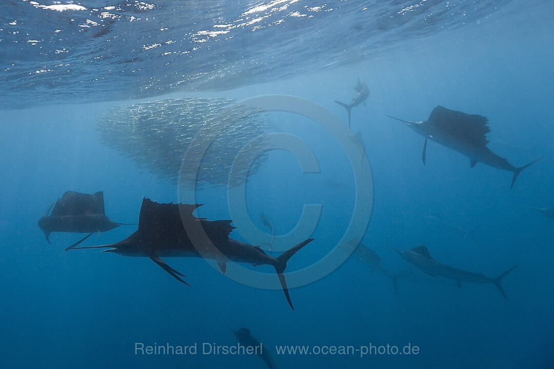 Atlantische Segelfische jagen Sardinen