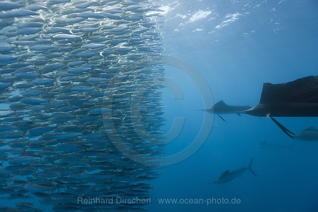 Atlantische Faecherfische jagen Sardinen