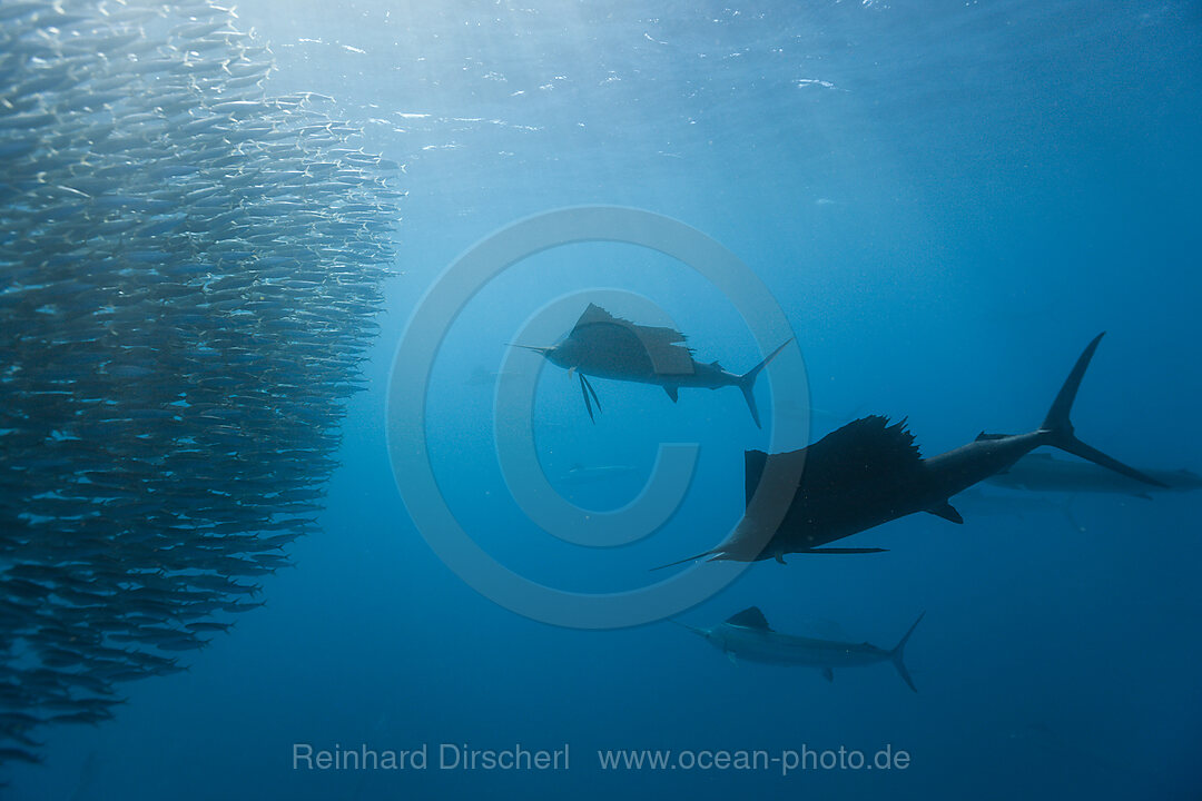 Atlantische Faecherfische jagen Sardinen