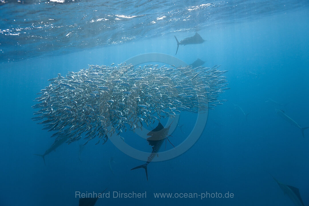 Atlantische Segelfische jagen Sardinen