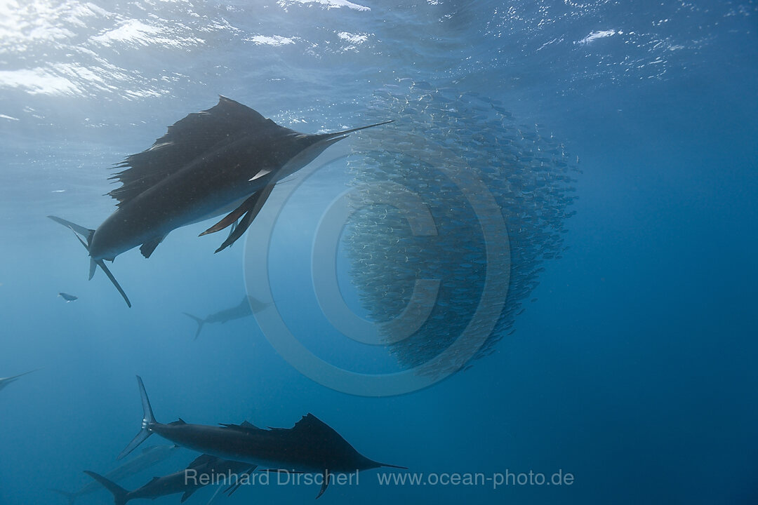 Atlantische Segelfische jagen Sardinen