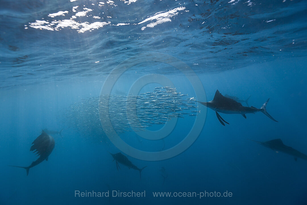 Atlantische Segelfische jagen Sardinen