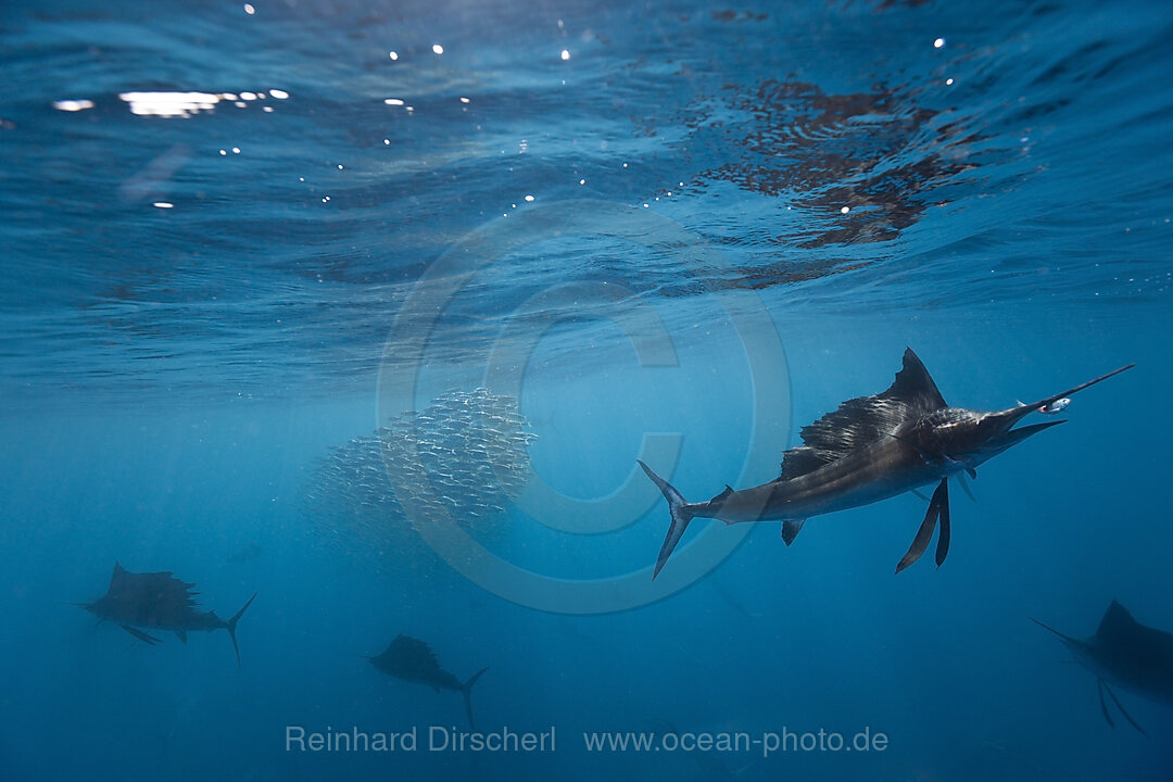Atlantische Segelfische jagen Sardinen