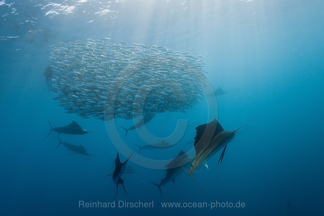Atlantische Faecherfische jagen Sardinen