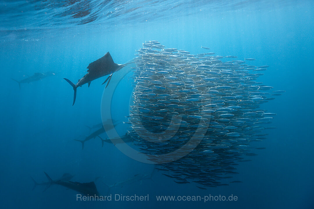 Atlantische Faecherfische jagen Sardinen
