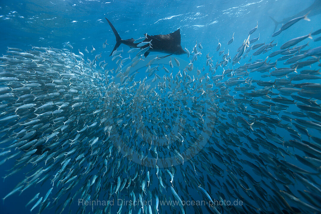 Atlantische Segelfische jagen Sardinen
