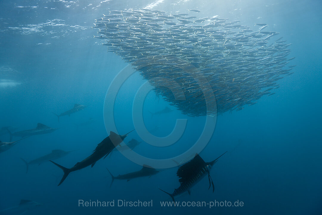Atlantic Sailfish hunting Sardines