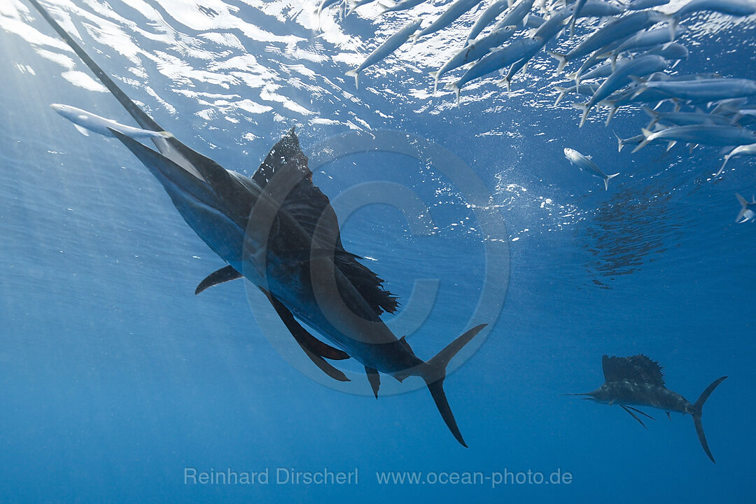 Atlantischer Faecherfisch schnappt Sardine