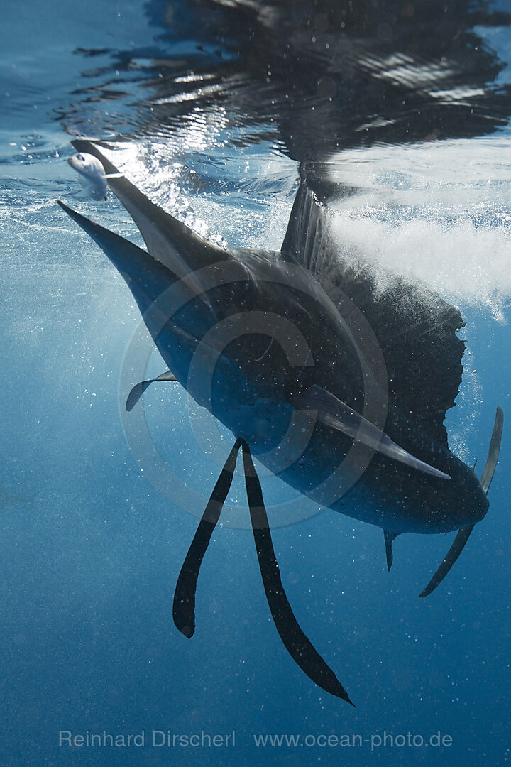 Atlantischer Faecherfisch schnappt Sardine, Istiophorus albicans, Isla Mujeres, Halbinsel Yucatan, Karibik, Mexiko