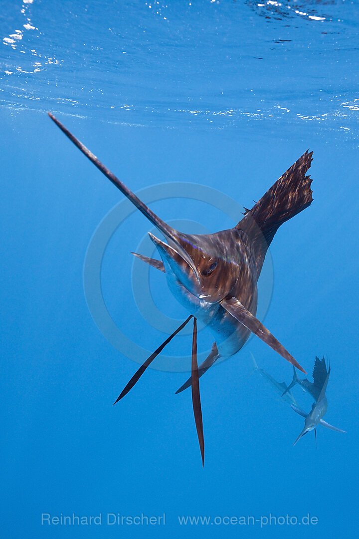 Atlantischer Faecherfisch