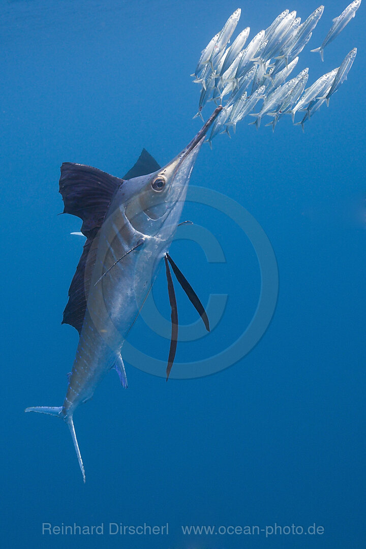 Atlantischer Faecherfisch jagt Sardinen